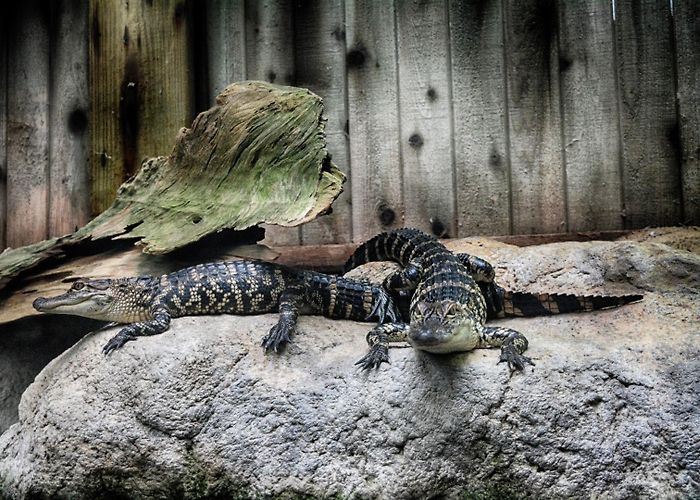 Florida Aquarium photo