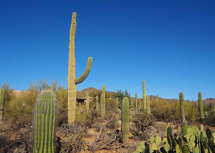 Arizona-Sonora Desert Museum photo