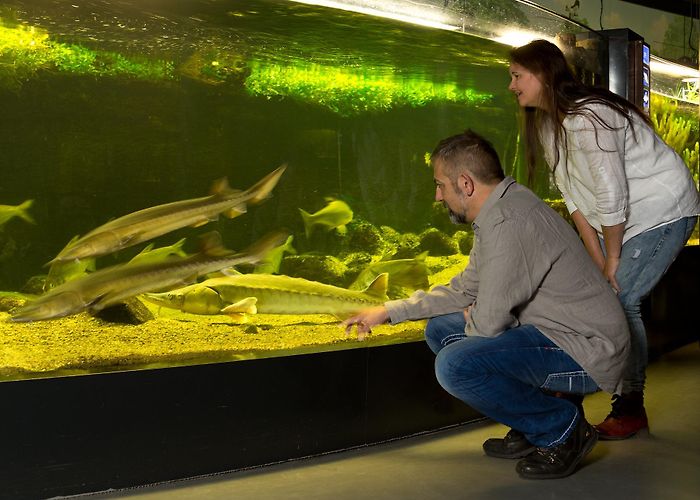 Müritzeum Discover the Nature Experience Worlds in the Müritzeum photo