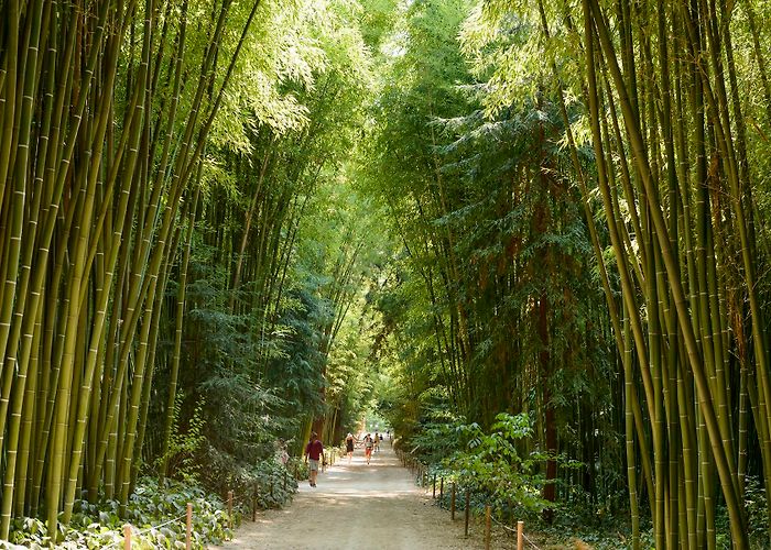 Bambouseraie de Prafrance La Bambouseraie en Cévennes (Générargues) | Avignon Tourisme photo