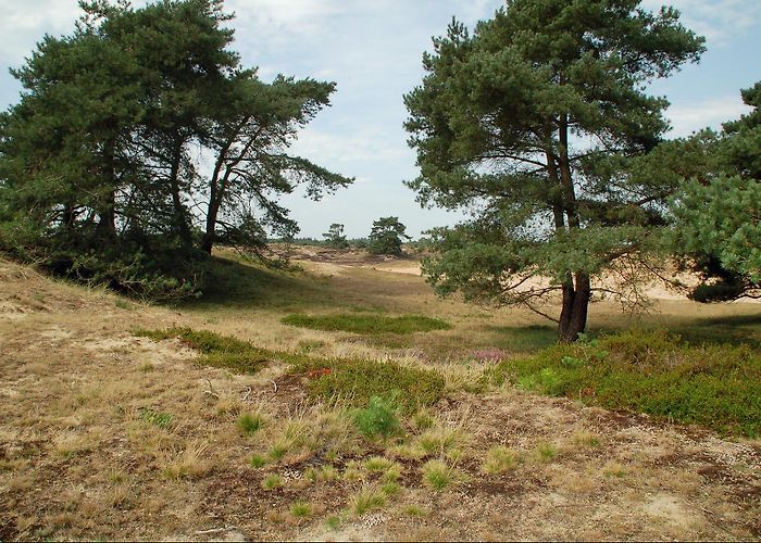 National Park Drents-Friese Wold Drents-Friese Wold National Park | Friesland.nl photo