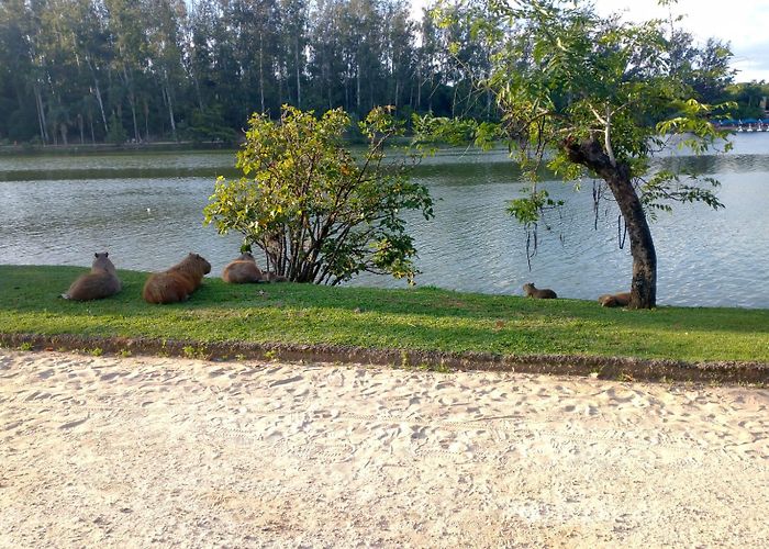 Lago do Amor Capybaras I found while visiting a park here in brazil : r/capybara photo