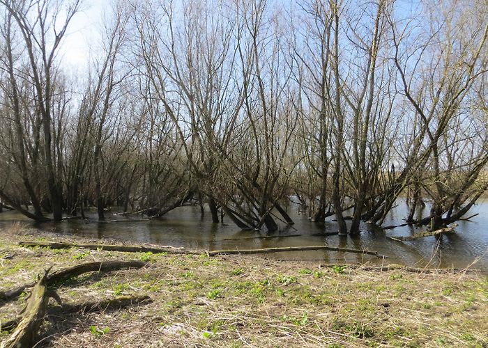 Ooijpolder White Willow in the Ooijpolder, Ooij, Gelderland, Netherlands photo