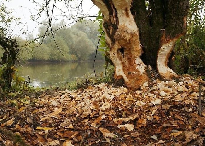 Bezoekerscentrum de Grote Rivieren Natuurwandeling Heerewaarden - DeMaasenWaler photo