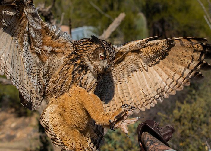 Arizona-Sonora Desert Museum Arizona-Sonora Desert Museum, Tucson, AZ - Zoo, Botanical Garden ... photo