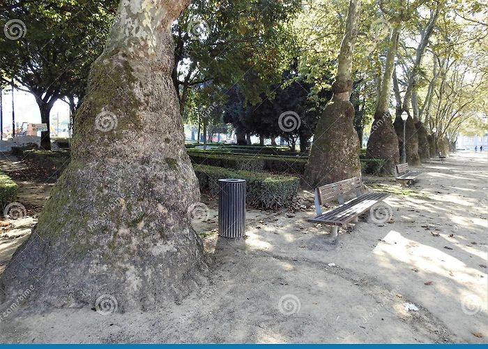 Cordoaria Garden Alley of the Platans. Porto. Portugal. Stock Photo - Image of park ... photo