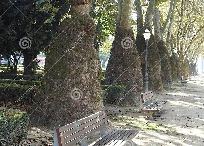 Cordoaria Garden Unusual Trees Platans of the City of Porto. Portugal. Stock Image ... photo