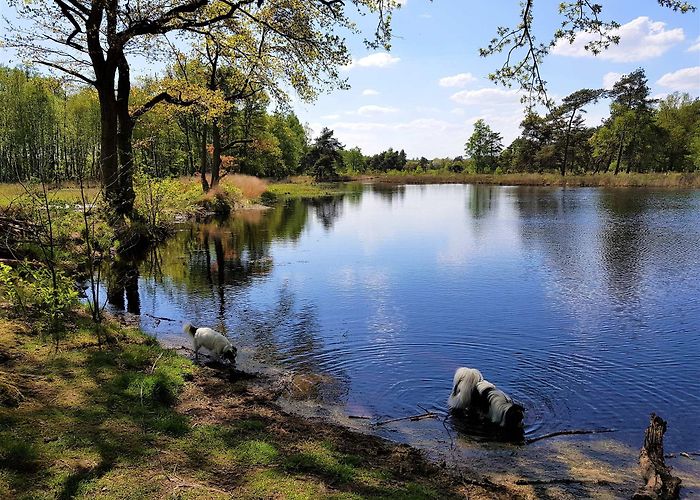 Bergse Heide Top 10 Hikes and Walks around Stein | Komoot photo