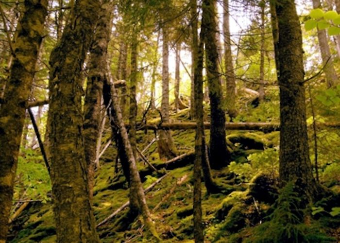 Fundy National Park Fundy National Park photo