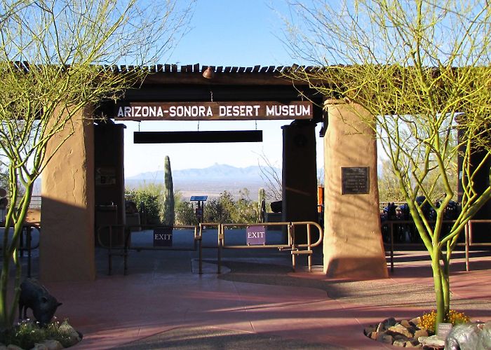 Arizona-Sonora Desert Museum Arizona-Sonora Desert Museum Art Institute - Tucson AZ - Museum ... photo
