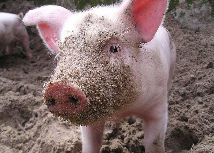 Kinderboerderij Hagerhof Kinderboerderij Hagerhof in Venlo - Go-Kids Limburg photo