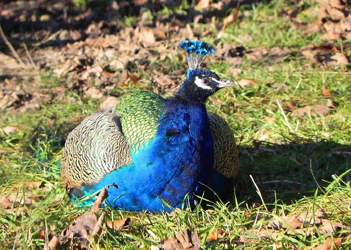 Wildpark Roggenhausen Tiere und Natur im Wildpark Roggenhausen | Famigros photo