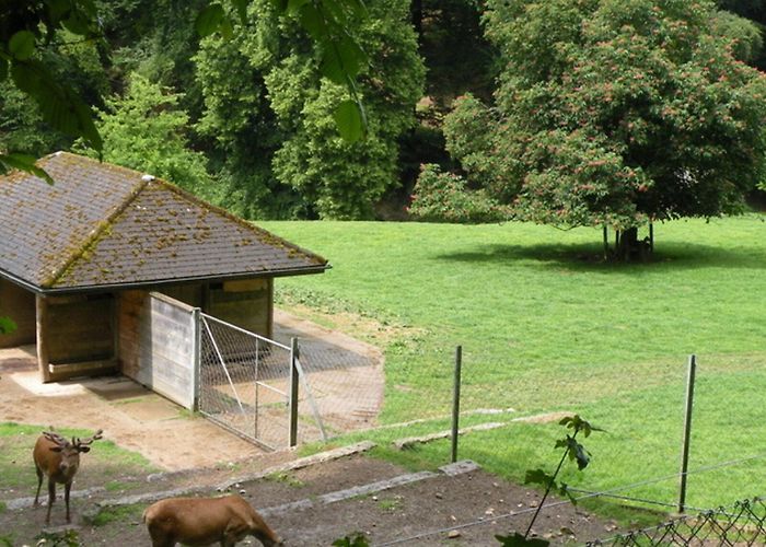 Wildpark Roggenhausen ROLLIAUSFLUG: Wildpark, Roggenhausen photo