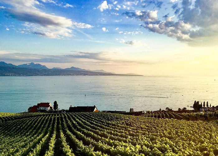 Lavaux Vineyard Terraces Visit Cully: 2024 Travel Guide for Cully, Bourg-en-Lavaux | Expedia photo