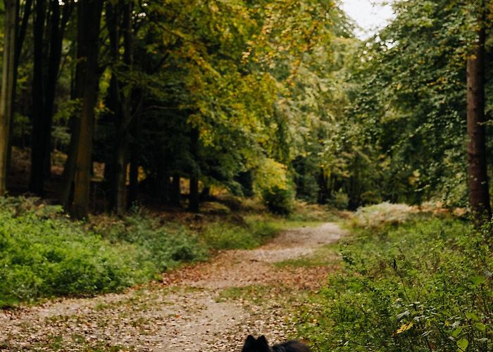 Attingham Park Attingham Park — A Considered Life photo