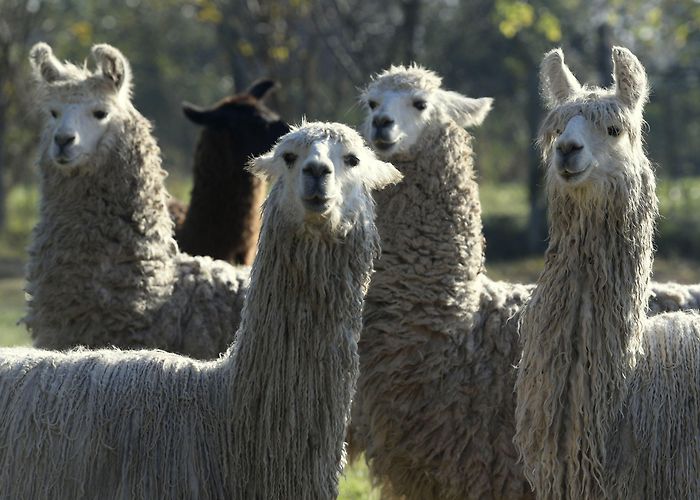 Technological Institute of Buenos Aires A Belgian llama named Winter might save us all from COVID-19 with ... photo