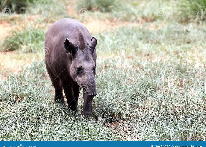 Windmühle „Moli de Dalt“ 907 Moli Stock Photos - Free & Royalty-Free Stock Photos from ... photo