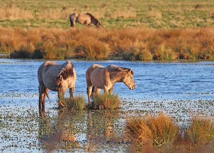 Wicken Fen National Nature Reserve Wicken Fen wildlife walk | Cambridgeshire | National Trust photo