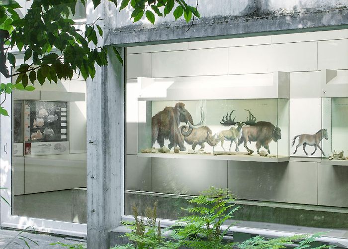 Musee De La Prehistoire D Ile De France Roland Simounet, Francesco Luciani · Musée de Préhistoire d'Île-de ... photo