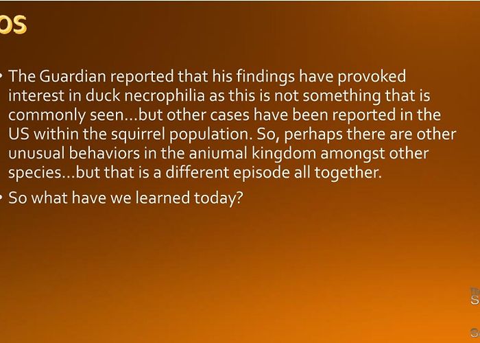 Naturemuseum Rotterdam PPT - Ducks PowerPoint Presentation, free download - ID:1066671 photo