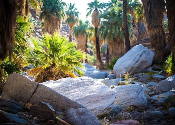 Palm Canyon Indian Canyons photo