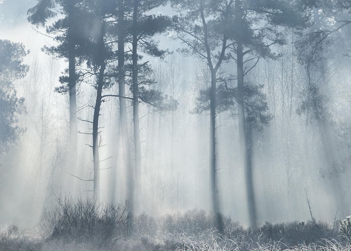 Boshuis Venkraai Visit Oisterwijk: 2024 Travel Guide for Oisterwijk, North Brabant ... photo