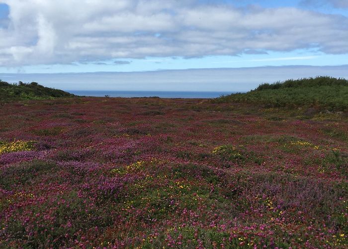 Cap de la Chèvre Cap de la Chevre in Crozon - Tours and Activities | Expedia photo