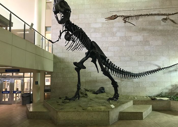 Museum of Natural Sciences Field Trip Details and FAQ - Museum of Natural Sciences ... photo