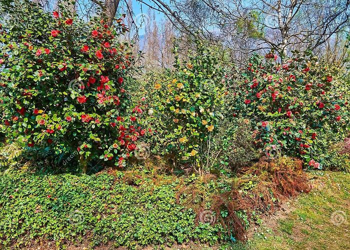 Camellia Park Locarno 298 Camellia Bushes Stock Photos - Free & Royalty-Free Stock ... photo