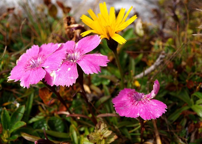 Frauenkarlift Warscheneck 2388m in the Totes Gebirge • Mountain Hike ... photo