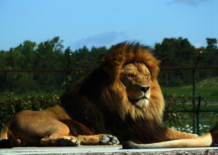 African Lion Safari A WILD Day at African Lion Safari | Lady of the Zoos photo