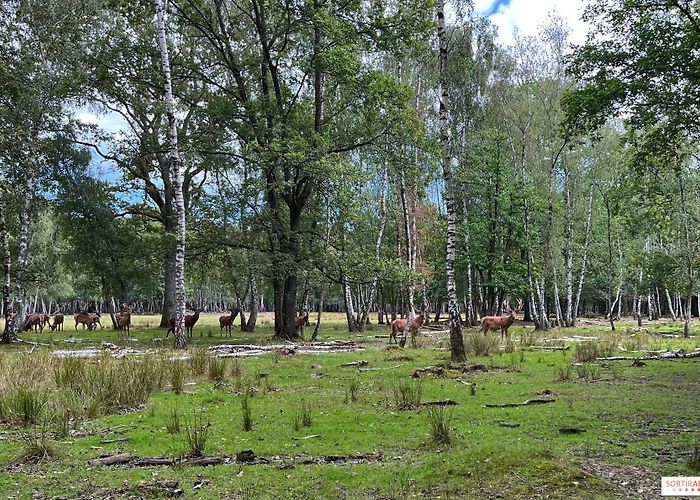Forest of Rambouillet Les Esprits de la Forêt: a plunge into tales and legends for ... photo