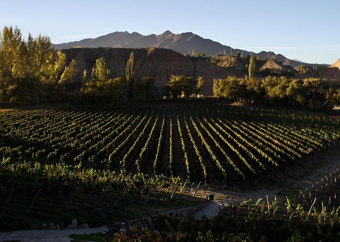 Cachi vineyard Bodega Isasmendi | Argentina Wineries | Wine Folly photo