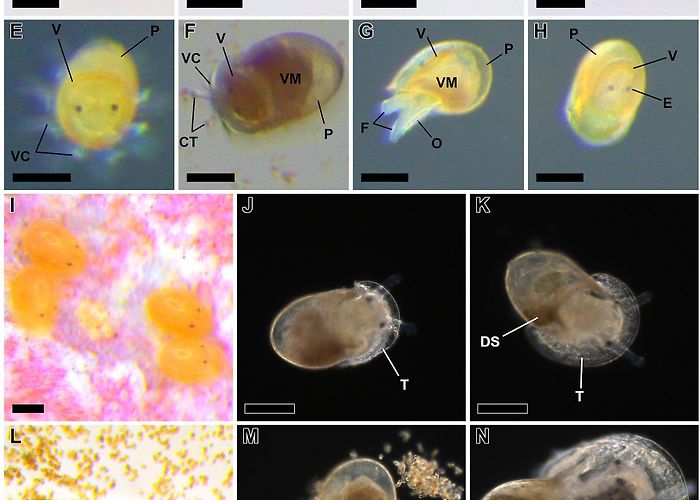 Centro de Informacion Juvenil Frontiers | Methodologies for Patellid Limpets' Aquaculture: From ... photo