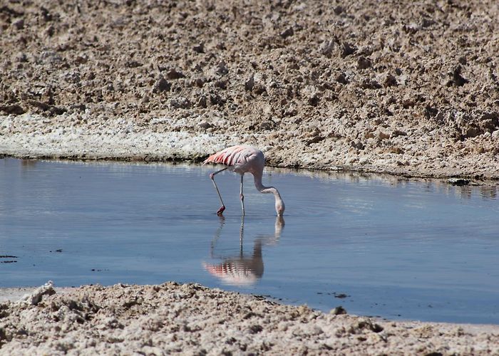 San Pedro de Atacama photo