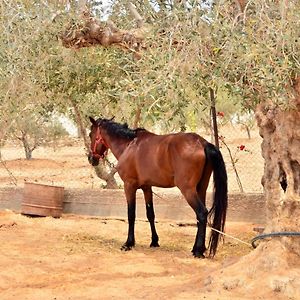 Ranch Tanit Djerba Hotel Midoun Exterior photo