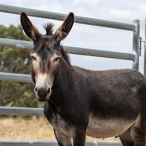 Galahad'S Animal Sanctuary B&B Gisborne Exterior photo