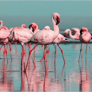 Les Flamants Roses Villa Chateaubriant Exterior photo